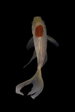 Koi fish black background Stock Photos