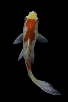 Koi fish black background Stock Photos