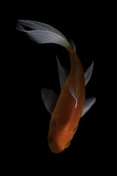 Koi fish black background Stock Photos