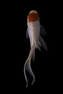 Koi fish black background Stock Photos