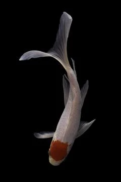Koi fish black background Stock Photos