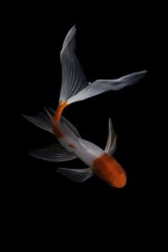 Koi fish black background Stock Photos