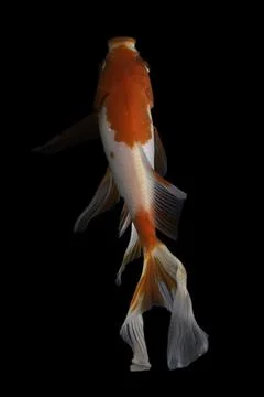 Koi fish black background Stock Photos