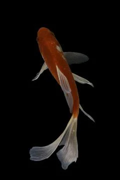 Koi fish black background Stock Photos
