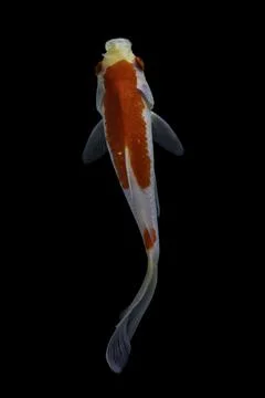 Koi fish black background Stock Photos
