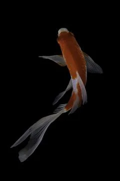 Koi fish black background Stock Photos