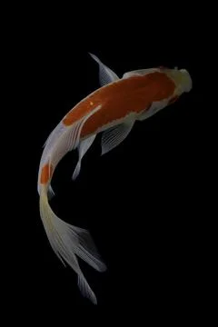 Koi fish black background Stock Photos