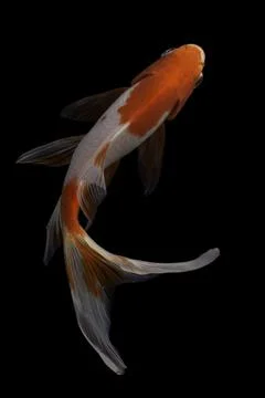 Koi fish black background Foto stock