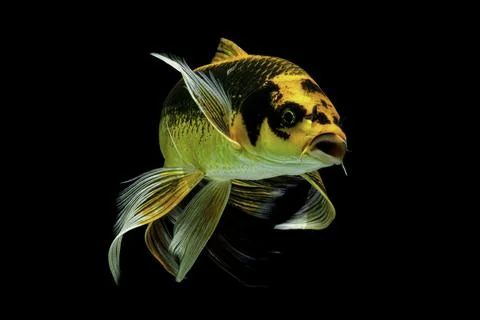 Koi fish black background Stock Photos