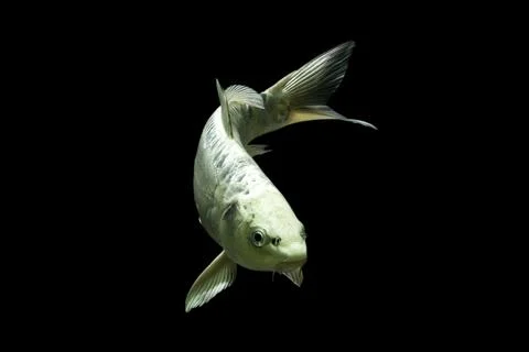 Koi fish black background Stock Photos