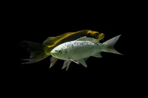 Koi fish black background Stock Photos