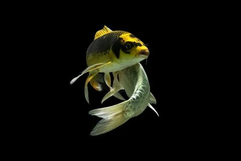 Koi fish black background Stock Photos