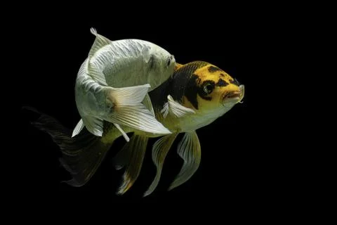 Koi fish black background Stock Photos