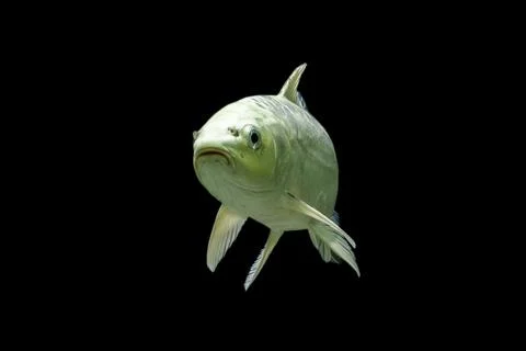 Koi fish black background Foto stock