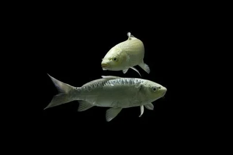 Koi fish black background Stock Photos