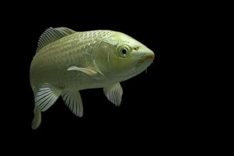 Koi fish black background Stock Photos