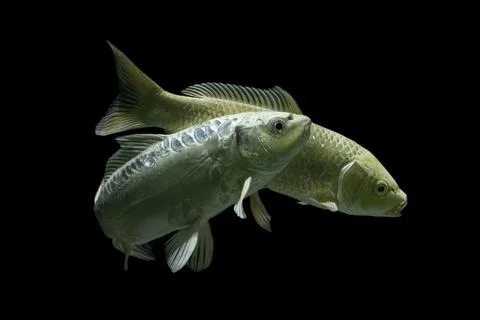 Koi fish black background Stock Photos