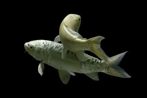 Koi fish black background Stock Photos