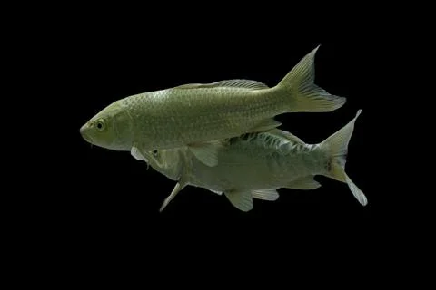 Koi fish black background Stock Photos