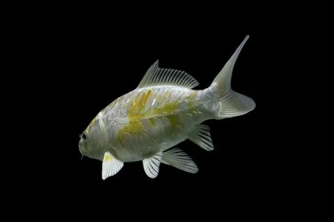 Koi fish black background Stock Photos