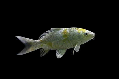Koi fish black background Stock Photos