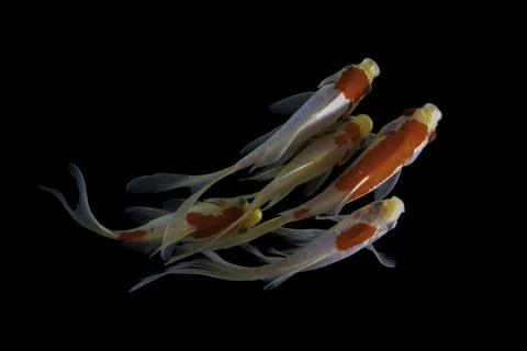 Koi fish black background Stock Photos