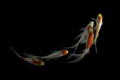 Koi fish black background Stock Photos