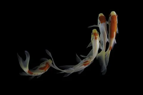 Koi fish black background Stock Photos