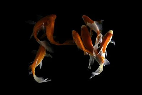 Koi fish black background Stock Photos