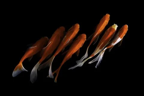 Koi fish black background Stock Photos