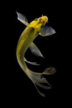 Koi fish black background Stock Photos