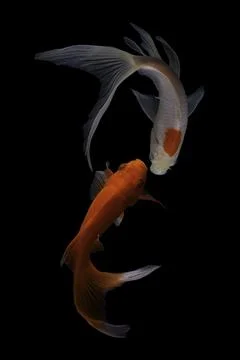 Koi fish black background Stock Photos