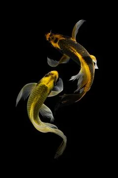 Koi fish black background Foto stock