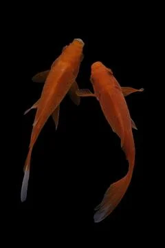 Koi fish black background Stock Photos