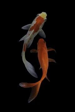 Koi fish black background Stock Photos