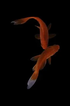 Koi fish black background Stock Photos