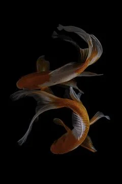 Koi fish black background Stock Photos