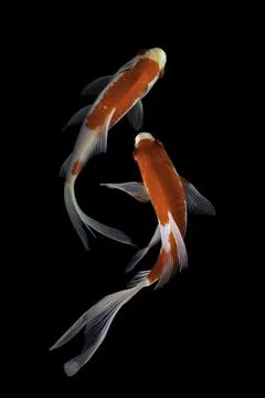 Koi fish black background Stock Photos