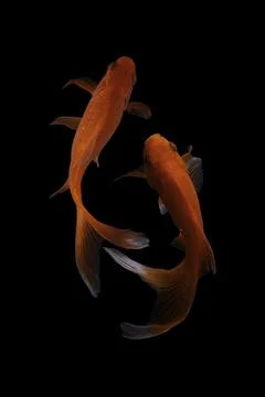 Koi fish black background Stock Photos