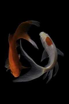 Koi fish black background Stock Photos