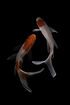 Koi fish black background Stock Photos