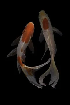 Koi fish black background Foto stock