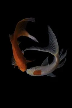 Koi fish black background Stock Photos