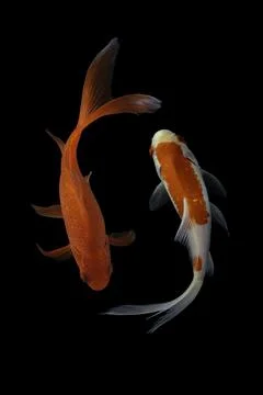 Koi fish black background Stock Photos