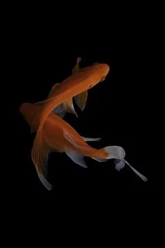 Koi fish black background Stock Photos