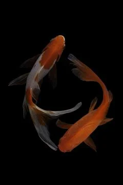 Koi fish black background Stock Photos