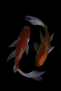 Koi fish black background Stock Photos
