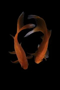 Koi fish black background Stock Photos