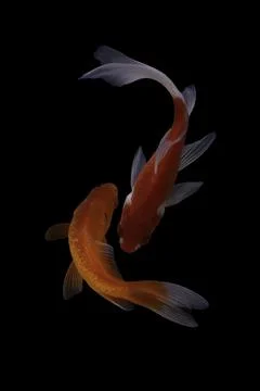 Koi fish black background Stock Photos