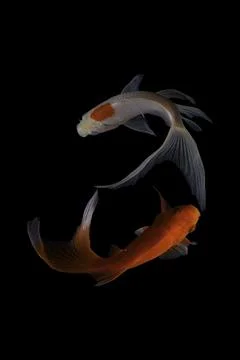 Koi fish black background Stock Photos